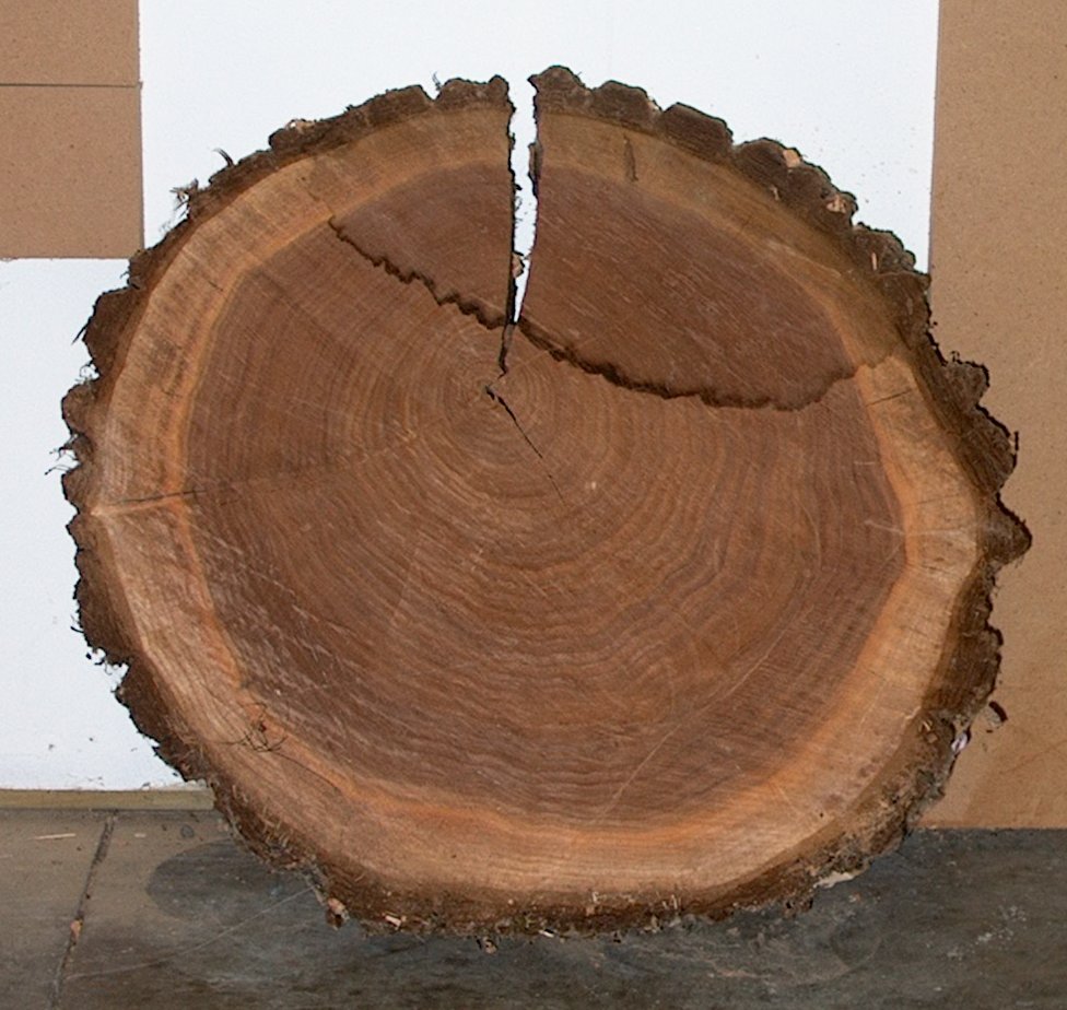 Dried Disk From Log
